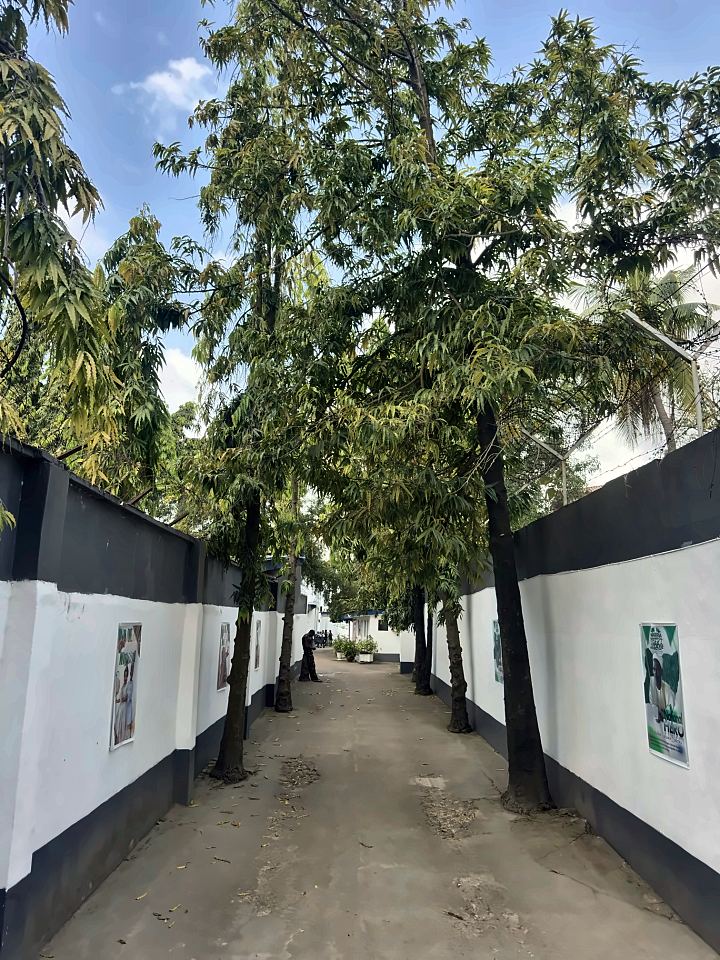 Shaded walkway between white and black walls lined with trees